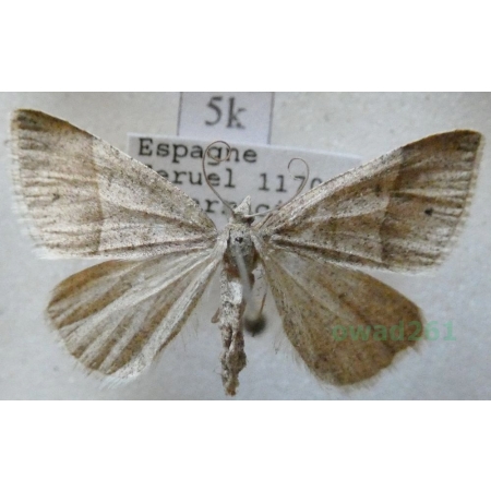 Petrophora convergata (de Villers, 1789) Spain5k